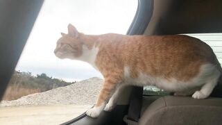 Cat and Dog Road Trip to the Beach! Marlin riding out the truck window like a dog. Funny cat video!