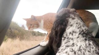 Cat and Dog Road Trip to the Beach! Marlin riding out the truck window like a dog. Funny cat video!