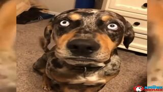 Compilation divertente sui cani 17 - Funniest Dogs ????????????