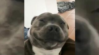 Compilation divertente sui cani 17 - Funniest Dogs ????????????