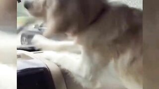 Compilation divertente sui cani 17 - Funniest Dogs ????????????