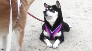 Compilation divertente sui cani 17 - Funniest Dogs ????????????