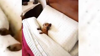 Compilation divertente sui cani 17 - Funniest Dogs ????????????