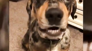 Compilation divertente sui cani 17 - Funniest Dogs ????????????