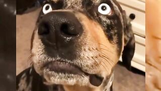 Compilation divertente sui cani 17 - Funniest Dogs ????????????