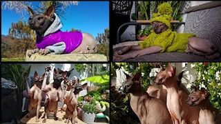 Beautiful Sphynx Cats Family ???? Video Compilation ????