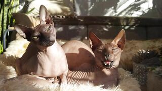 Beautiful Sphynx Cats Family ???? Video Compilation ????