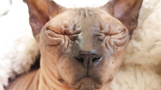 Beautiful Sphynx Cats Family ???? Video Compilation ????