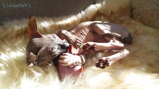 Beautiful Sphynx Cats Family ???? Video Compilation ????