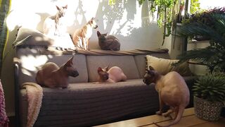 Beautiful Sphynx Cats Family ???? Video Compilation ????