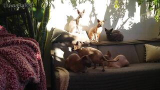 Beautiful Sphynx Cats Family ???? Video Compilation ????