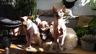 Beautiful Sphynx Cats Family ???? Video Compilation ????