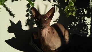 Beautiful Sphynx Cats Family ???? Video Compilation ????