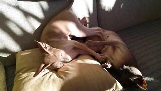 Beautiful Sphynx Cats Family ???? Video Compilation ????