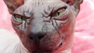 Beautiful Sphynx Cats Family ???? Video Compilation ????