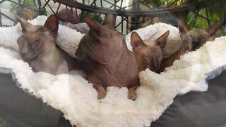 Beautiful Sphynx Cats Family ???? Video Compilation ????