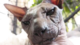 Beautiful Sphynx Cats Family ???? Video Compilation ????