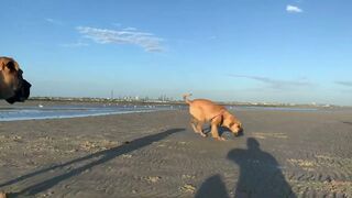 Boerboel females meet on the Beach