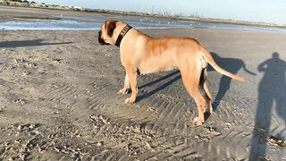 Boerboel females meet on the Beach