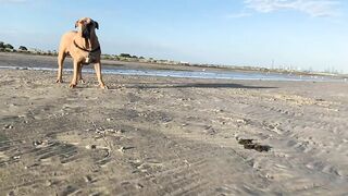 Boerboel females meet on the Beach