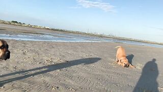 Boerboel females meet on the Beach