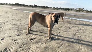 Boerboel females meet on the Beach