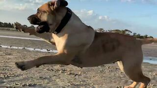 Boerboels meet on the beach