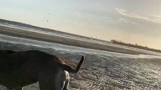 Boerboels meet on the beach