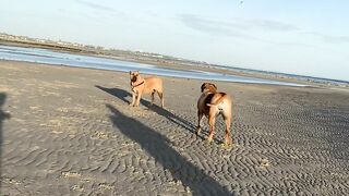 Boerboels meet on the beach