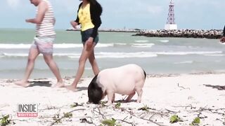 Would You Go to a Piglet Beach Party?
