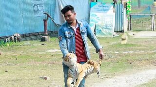 Fake Tiger vs Crazy Man Prank Video 2022 || Public So Funny Reaction With Fake Tiger...