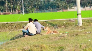 Fake Tiger vs Crazy Man Prank Video 2022 || Public So Funny Reaction With Fake Tiger...