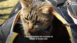 Woman Who Loves To Travel Adopts A Kitten Who Feels The Same Way | The Dodo