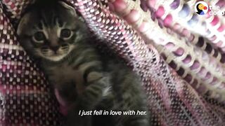 Woman Who Loves To Travel Adopts A Kitten Who Feels The Same Way | The Dodo