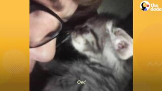 Woman Who Loves To Travel Adopts A Kitten Who Feels The Same Way | The Dodo