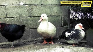 Funny Jokes - Is My Duck Dead? A joke about A woman and limp duck