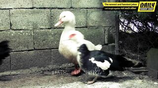 Funny Jokes - Is My Duck Dead? A joke about A woman and limp duck