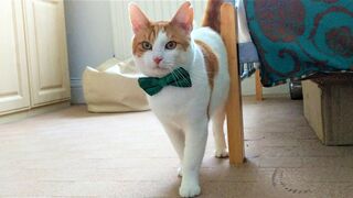 Handsome Cat Models Bow Tie