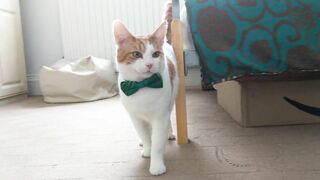 Handsome Cat Models Bow Tie