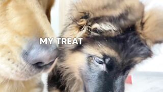 Obstacle Challenge - German Shepherd Puppy vs Golden Retriever
