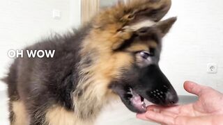 Obstacle Challenge - German Shepherd Puppy vs Golden Retriever