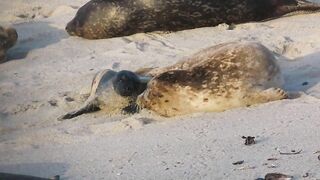 Birth #21 at Hopkins Beach on a Windy Evening