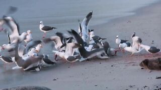 Birth #21 at Hopkins Beach on a Windy Evening