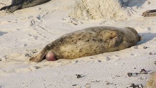 Birth #21 at Hopkins Beach on a Windy Evening