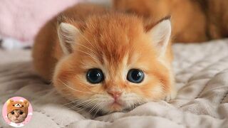 Try Not To Laugh To These Pets Mini Compilation || Pet Galaxy