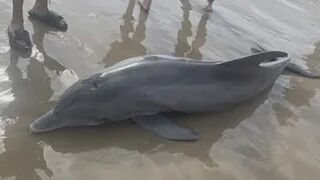 Stranded sick dolphin dies on Texas beach after being harassed by beachgoers