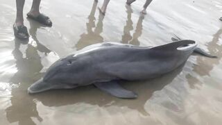 Stranded sick dolphin dies on Texas beach after being harassed by beachgoers