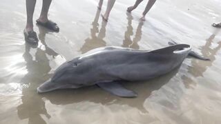 Stranded sick dolphin dies on Texas beach after being harassed by beachgoers