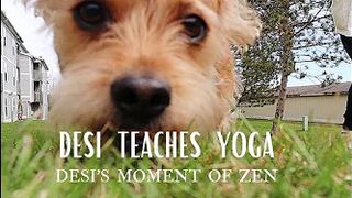 Desi's Moment of Zen - Teaching Yoga