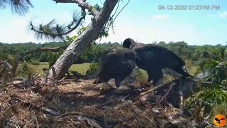 Eagle Country_Eaglets' noon activities - playing, stretching, wingersizing, etc. ????????12/04